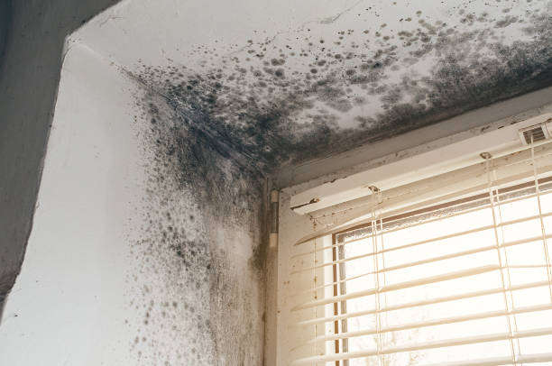 Trusted Black Mold Removal service in Linden, NC - Cheap Mold Removal